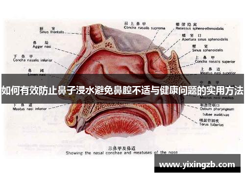 如何有效防止鼻子浸水避免鼻腔不适与健康问题的实用方法